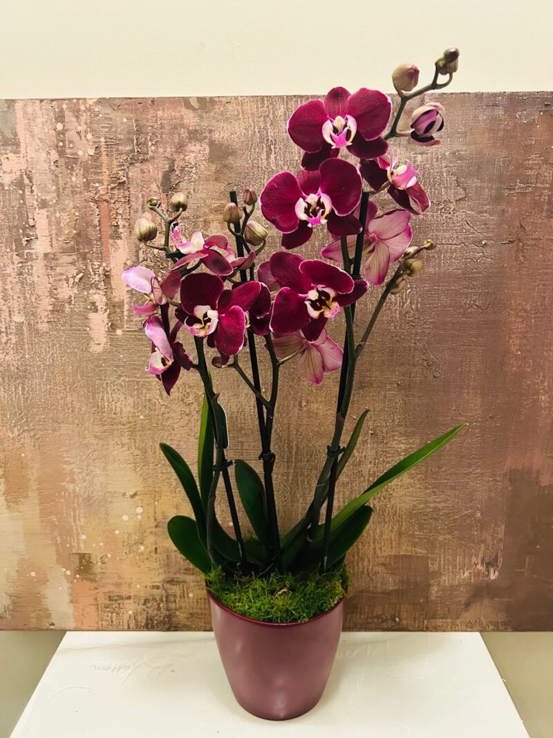 Single Orchid plant